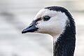 * Nomination Portrait of a barnacle goose (Branta leucopsis) in parc George-Valbon, France. --Alexis Lours 15:11, 18 February 2024 (UTC) * Promotion  Support Good quality. --Thi 15:53, 18 February 2024 (UTC)