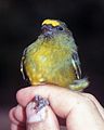 Euphonia mesochrysa (cat.)