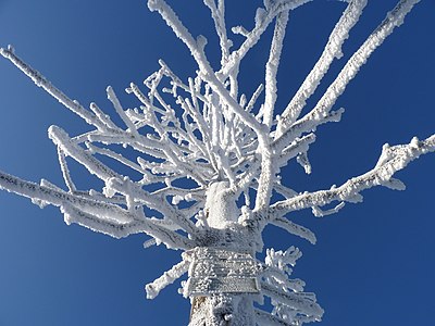 Frozen tree with tourist signpost, Lysa Mountain, Czech Republic