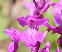 Orchis mascula