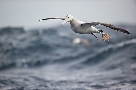 "Wandering_Albatross-_east_of_the_Tasman_Peninsula.jpg" by User:JJ Harrison