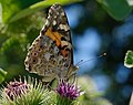 Distelfalter - Vanessa cardui, am Bruchgraben in den Kirschgartshäuser Schlägen