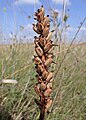 Anacamptis palustris