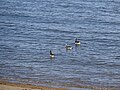 Post-breeding group; Ny-Ålesund, Spitsbergen, Svalbard