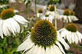 Echinacea purpurea 'White Swan'