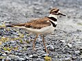 Image 18Killdeer at the South Cape May Meadows