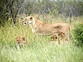 Female lion and cubs