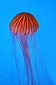 Northern Sea Nettle