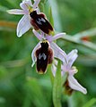 Ophrys lunulata