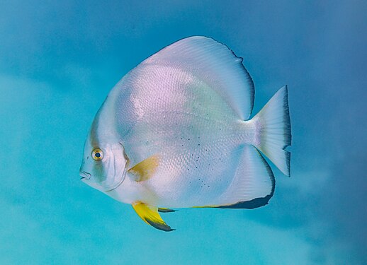 Orbicular (round body) batfish (Platax orbicularis), Red Sea, Egypt.