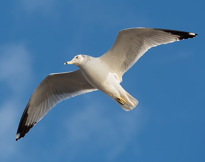 Ring-billed gull in flight over Bush Terminal Park