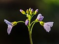 "Wiesenschaumkraut_(Cardamine_pratensis)-20200416-RM-095356.jpg" by User:Ermell