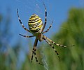 Wespenspinne - Argiope bruennichi, Weibchen, am Bruchgraben in den Kirschgartshäuser Schlägen