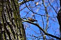 Nuthatch