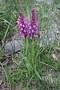 Dactylorhiza umbrosa (Orchidaceae) (32373696234).jpg