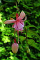 Fuchsia 'Laurie'.