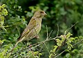 Greenfinch (Carduelis chloris) au Petit Loc'h.