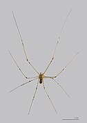 Holocnemus pluchei (marbled cellar spider), Male