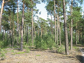 Forest in Brandenburg (Germany)