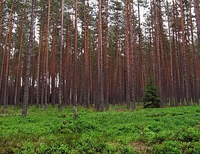 Pine forest in Poland