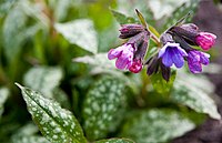 Pulmonaria saccharata