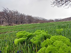 -Բնապատկեր S-N 03.jpg