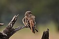 Rufous-tailed weaver