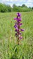 Anacamptis palustris Germany - Geinsheim (Neustadt an der Weinstraße)