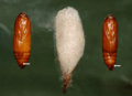 Female pupa, cocoon and male pupa