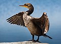 72 Double-crested cormorant at Sutro Baths-6460 uploaded by Frank Schulenburg, nominated by Frank Schulenburg,  25,  0,  0