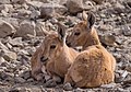 Image 20Two juvenile Nubian ibex