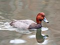 Image 62Redhead in Central Park