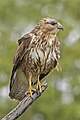 81 Steppe buzzard (Buteo buteo vulpinus) uploaded by Charlesjsharp, nominated by Charlesjsharp,  16,  0,  1