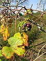 Vitis ficifolia Bunge