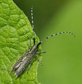 Scheckhorn-Distelbock - Agapanthia villosoviridescens, am Bruchgraben in den Kirschgartshäuser Schlägen