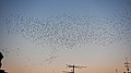 Starlings