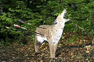 Arrows in a 3D game hunting dummy (coyote)