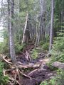 Beavers flooded a part of the wood (Castor)