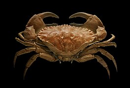 Cancer bellianus (Toothed rock crab)
