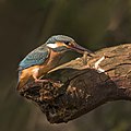 61 Common kingfisher (Alcedo atthis ispida) female with dragonfly larva uploaded by Charlesjsharp, nominated by Charlesjsharp,  17,  0,  0