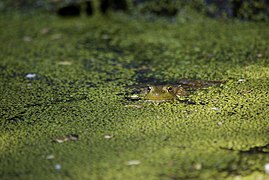 Frog in pond