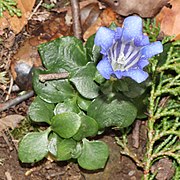 Gentiana sikokiana