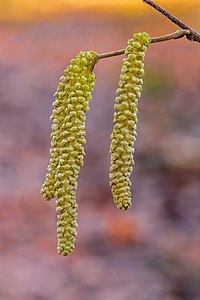 "Katjes_van_een_hazelaar_(Corylus_avellana)._26-01-2021._(actm.)_02.jpg" by User:Agnes Monkelbaan