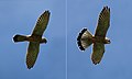 * Nomination Common kestrel (Falco tinnunculus) male in flight, Farmoor, Oxfordshire: preparing to dive having spotted prey --Charlesjsharp 16:53, 20 April 2016 (UTC) * Promotion Good quality. --Ralf Roletschek 22:54, 25 April 2016 (UTC)