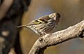 Image 64Pine siskin in Green-Wood Cemetery