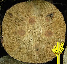 Pseudo multi pith on Pinus sylvestris (knots), Białowieża forest, Poland, June 2006