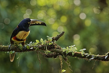 "Pteroglossus_torquatus_Costa_Rica.jpg" by User:LG Nyqvist