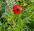 Adonis microcarpa