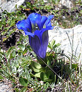 Gentiana alpina