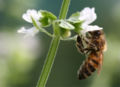 Honeybee on Basil